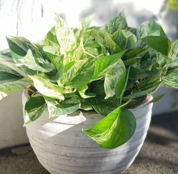 گیاه پتوس مرمری با گلدان سرامیکی مناسب برای آپارتمان و فضای کار در فروشگاه اینترنتی کوشانه