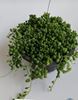 گیاه غوره ای، گیاه آپارتمانی همیشه سبز مقاوم است .این گیاه سازگار با نور کم و سایه دوست می باشد